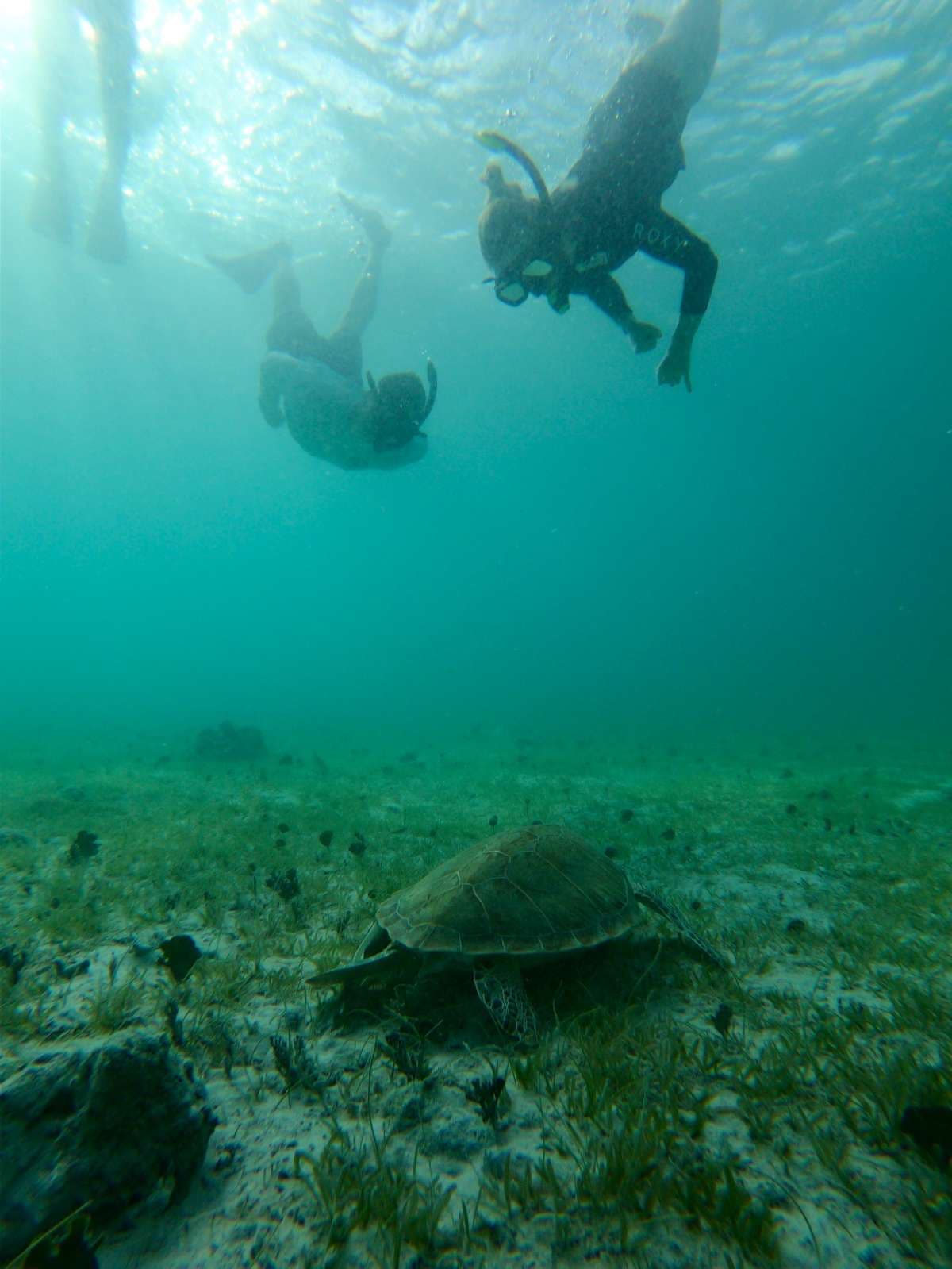 SCUBA DOO guest review