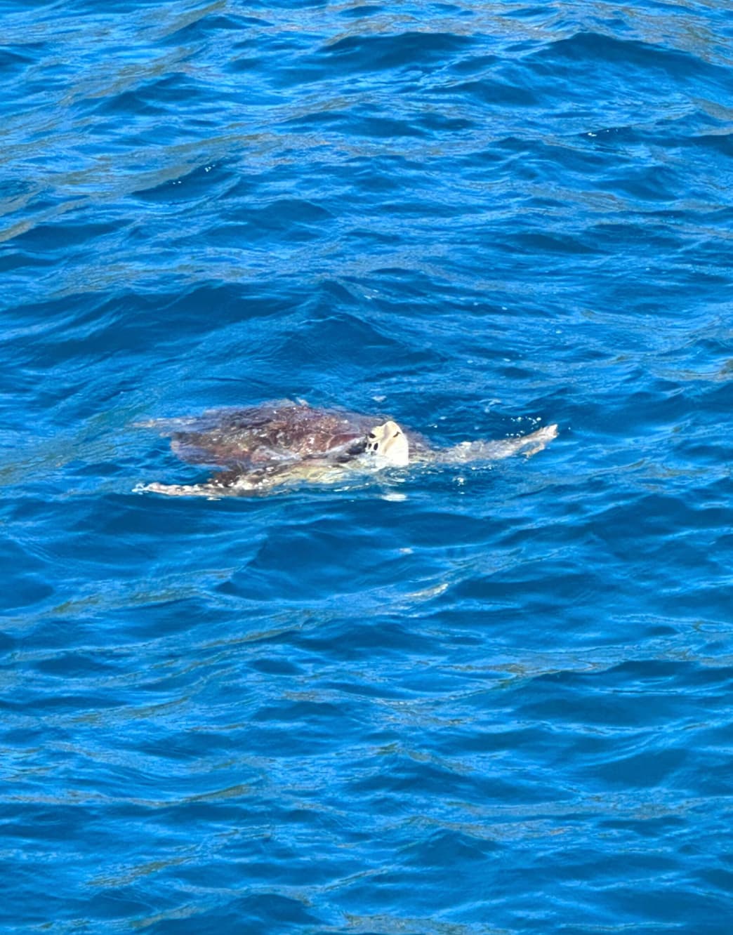 TORTUGA guest review